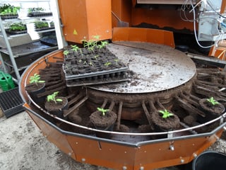 La maschina da cups. Qua vegnan las plantinas messas en in cup pli grond.