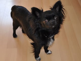 Chihuahua Joey Chihuahua Joey