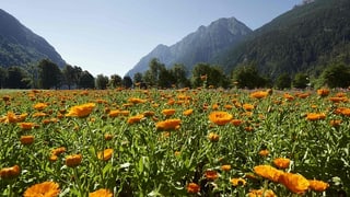 Pastgira en la Valposchiavo. Pastgira en la Valposchiavo.