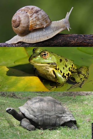 divers animals che fan ina marveza d'enviern divers animals che fan ina marveza d'enviern