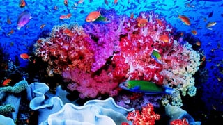Riff da corals cun peschs.