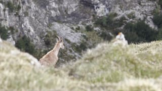 Ina chavra da capricorn guarda vers la val