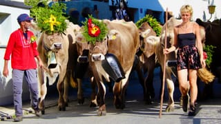 Alpabzug in Brigels