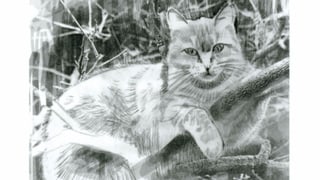 Il giat da l'artista Jacinta Candinas illustrescha l'artitgel davart il min en il DRG. Il giat da l'artista Jacinta Candinas illustrescha l'artitgel davart il min en il DRG.