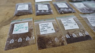 A Filisur vegnan producids divers sems indigens. A Filisur vegnan producids divers sems indigens.