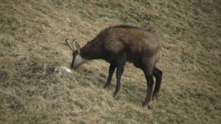 In buc-chamutsch da tgira (Hegebock) maglia en ina spunda. 