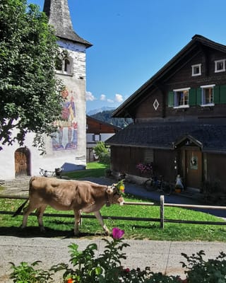 Kuh im Dorf von Brigels