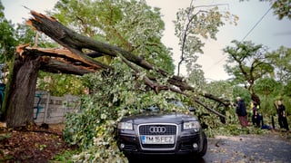 Ina planta derschida sin in auto.