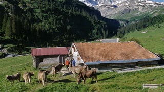 Chamona d'alp cun vatgas davant.