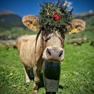 Kuh mit Blumenschmuck und Glocke