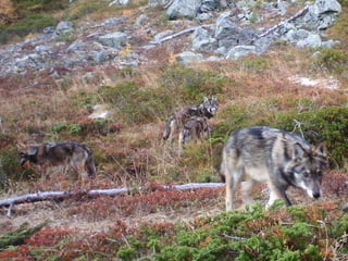 Lufs en la regiun alpina sin lur excursiuns.