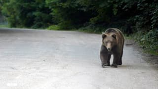ina via natirala, a dretga in urs brin che fa a spass