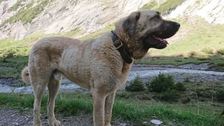 Chaun da protecziun dil raz Anatolier. Chaun da protecziun dil raz Anatolier.
