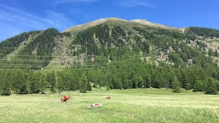 Rega che sala l'um grev blessà.