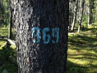 Planta cun il nummer 969.