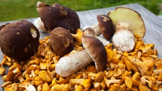 Bulieus mellen e bulieus-tschep.