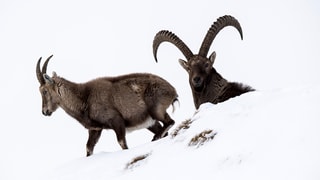 dus capricorns en la naiv