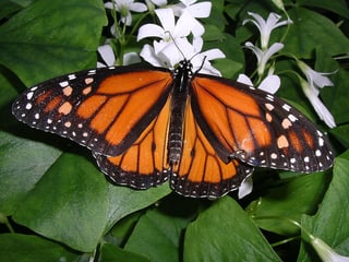 Tgiralla monarchia Tgiralla monarchia