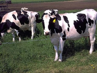 Vatga da la razza da Holstein Vatga da la razza da Holstein