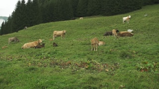 Fotgrafia d'ina pastgira cun vatgas mamma en Val Lumnezia Fotgrafia d'ina pastgira cun vatgas mamma en Val Lumnezia
