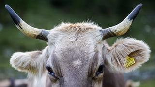 Il maletg mussa ina vatga cun corna