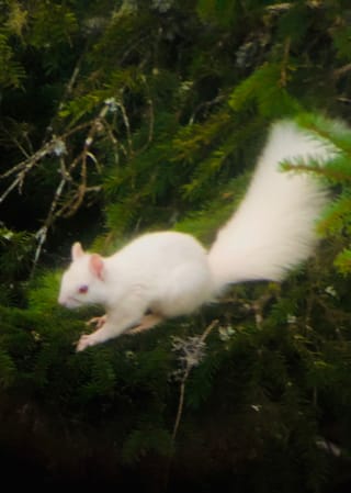 Stgirat albino sut l'alp da Schlans (vis ils 25 da settember a las 18:30).