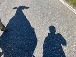 Kühe im Lugnez
