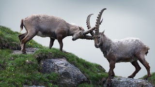 dus capricorns en cumbat
