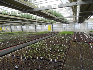 La chasa da plantar - nua che las plantinas creschan.