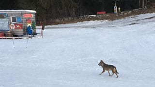 In luf passa il "Kinderland" a Sursaissa - Chummenbühl.