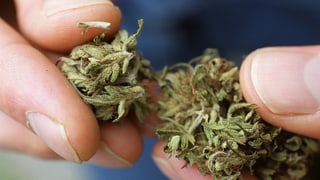 Persuna che tegna cannabis enta maun