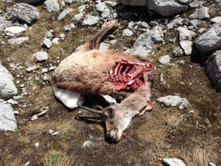 Cadaver d'in chamutsch.