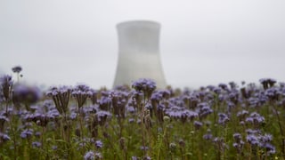 Purtret d'ina ovra atomara e davantvart in prau cun flurs. 