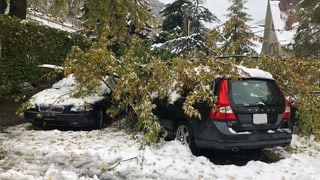 Plantas derschidas sin autos a Cuira.