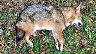 Schacal mort.
