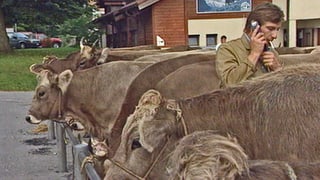 Vatgas ch'èn rentadas vid ina saiv per in'exposiziun a Glion. 