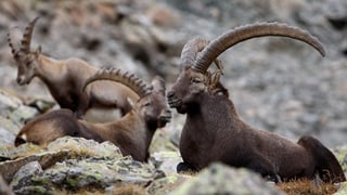 Trais capricorns. Trais capricorns.