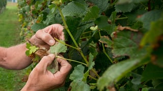 Il maun d'in um controllescha ina vigna.