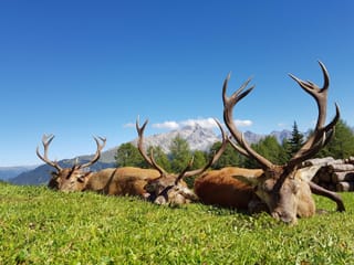 Ils trais tschiervs da curuna èn vegnids sajettas sur las aclas da Salouf en direcziun da Ziteil.