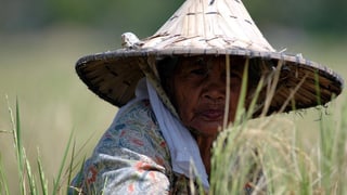 Ina dunna en l'Indonesia.