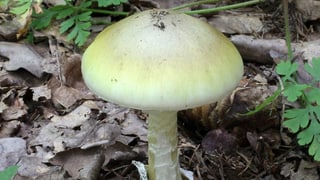 amanita verda - grüner Knollenblätterpilz amanita verda - grüner Knollenblätterpilz