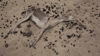 in asen crappà giascha per terra