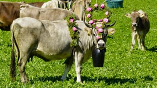 Kuh mit Blumenschmuck
