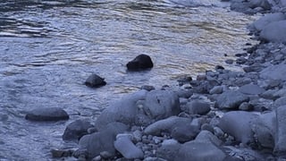 Castur sper la riva da l'En en Engiadin'Ota