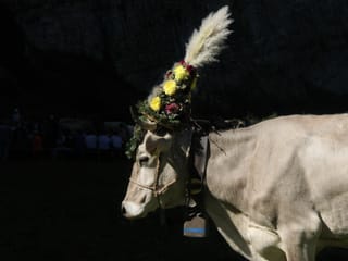 Kuh mit Kranz