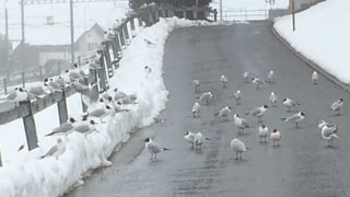  Las muettas a spass en la naiv da la Surselva.