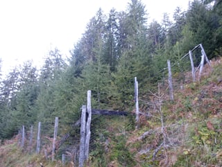 En divers lieus dal guaud da protecziun èn vegnidas installadas saivs per evitar ch'ils tschervs donnegian las plantinas giuvnas.