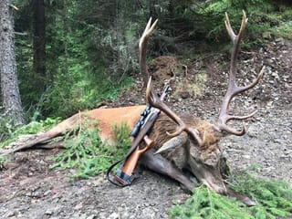 In taur-tschierv da 14 sajettà en la Val Sampuoir ad Ardez.