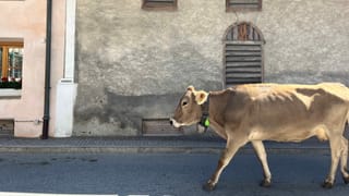 Kuh lauft durchs Dorf Müstair