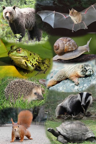 divers animals che dorman l'enviern divers animals che dorman l'enviern